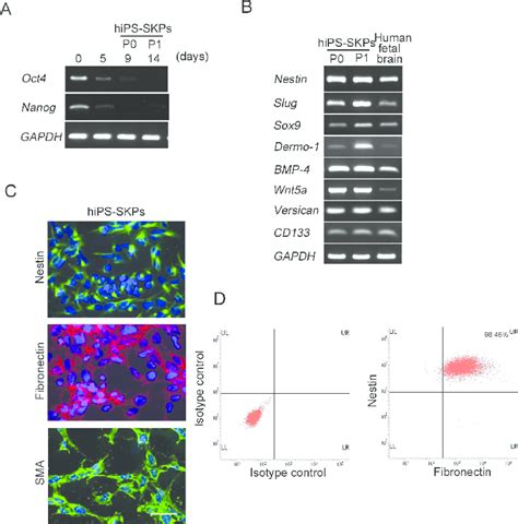 Molecular Characterization Of HiPSCs Derived SKPs A RT PCR Analysis