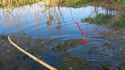 S Trair O Bruto No Bambu Pescaria Caipira Pescaria Raiz Veja A Boia