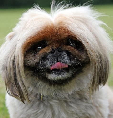 Pekingese Dog Close Up Stock Photo Image Of Canines Meadow 5453784