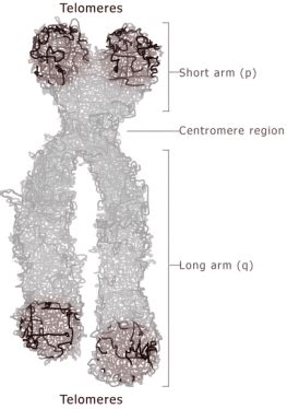 Follow The Path Of History: Structure of a chromosome