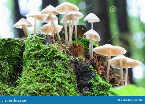 Mycena Fresh Mushroom On The Edge Of Dry Log With Green Background