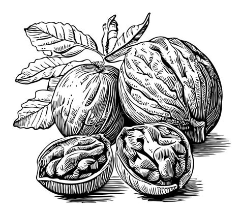 Walnuts Hand Drawn Sketch Healthy Food Vector Illustration Stock Image