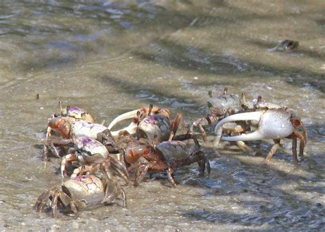 Atlantic Sand Fiddler Crab Leptuca Pugilator Canaveral N Flickr