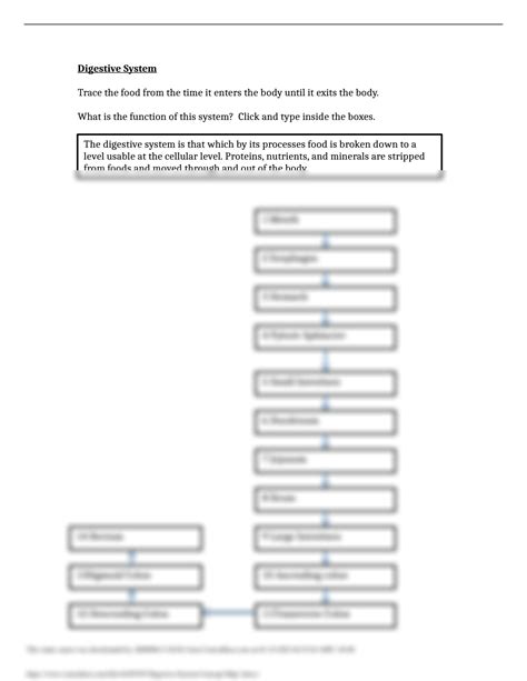 Solution Digestive System Concept Map 1 Docx Studypool