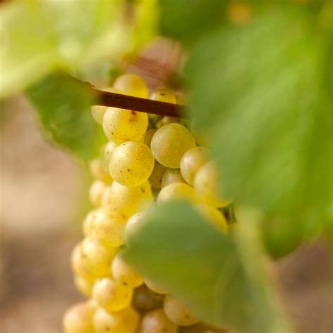 CHARDONNAY LE SANS BOIS J MOREAU FILS