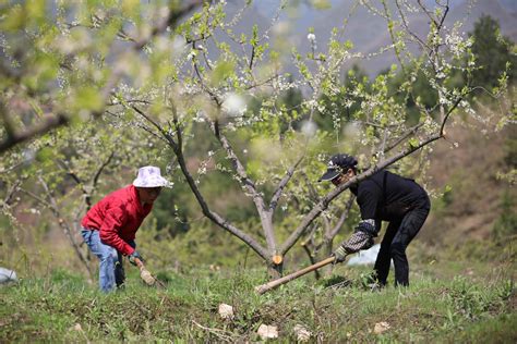 果树花期施肥技术管理要点 农化科普 北京傲禾测土配方施肥官方网站测土施肥网测土配肥加盟 北京傲禾测土