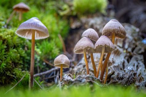 Florida Poisonous Mushrooms: Top 10 – Plant Grower Report