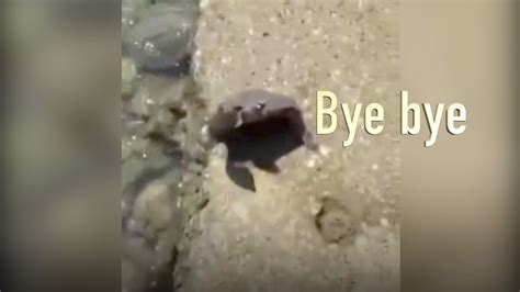 Turtle Waves Goodbye To People Releasing It Youtube