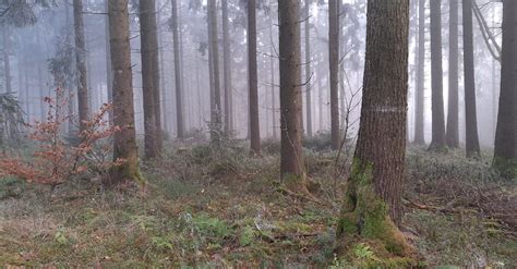 A Foggy Forest Free Stock Video Footage, Royalty-Free 4K & HD Video Clip