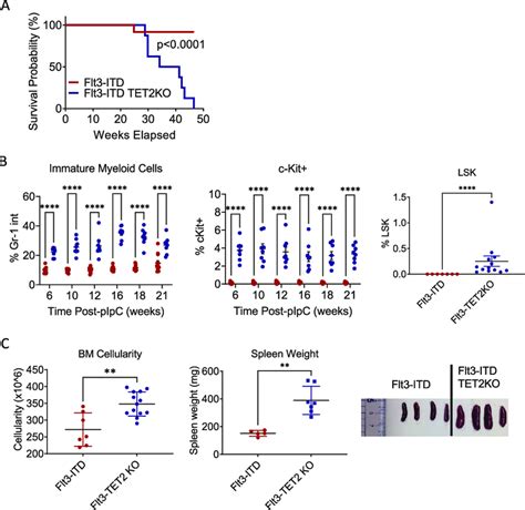 AML Development In Flt3 ITD TET2 Flox Flox Mx 1 Cre Mice A