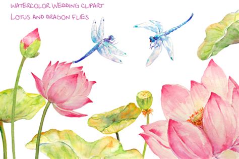 Watercolor Lotus And Dragon Fly By Cornercroft TheHungryJPEG