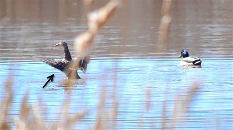 Mallard Duck Behavior Explained: Diet, Mating, Calls & More