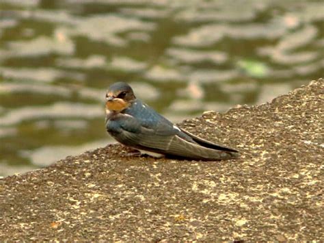 ツバメ萌え♪巣立ち雛七羽と囀りと♪ コンデジお供に野鳥を撮る