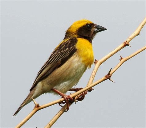 Birds Of The World Baya Weaver