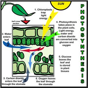 Clip Art: Photosynthesis: Leaf Cross Section Color – Abcteach