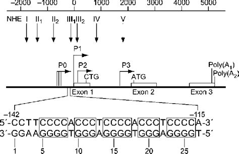 Promoter Structure Of The C Myc Gene Inset Bp Sequence Of The Nhe