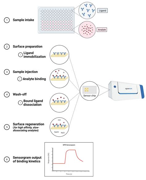 Surface Plasmon Resonance Spectroscopy Rapid Novor