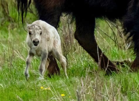 Rare white bison calf spotted in Yellowstone National Park