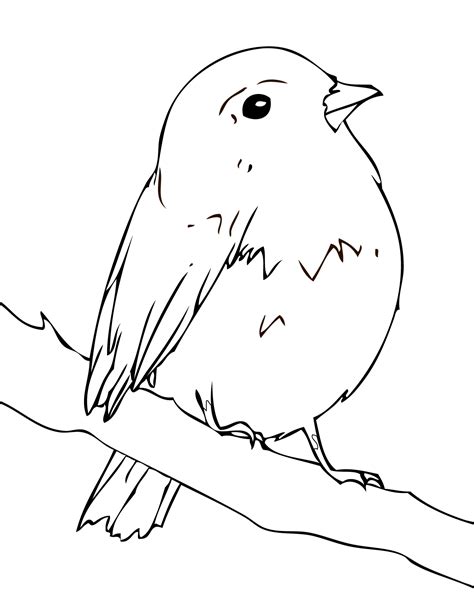 Robin Bird Coloring Pages Printable Coloring Pages