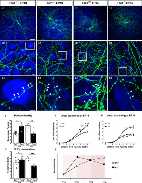 Tsc1 Knockout In Single Pv Neurons Causes A Premature Increase In