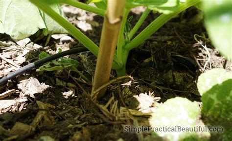 Growing A Green Bean Teepee Our Summer Project Simple Practical