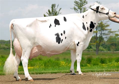 Holstein Cow