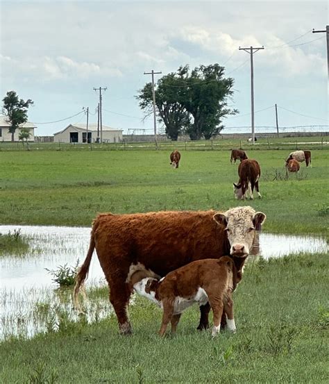 Other Breeders - Mini Herefords For Sale