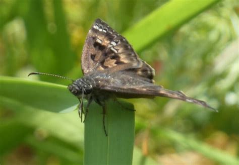 Horace S Duskywing From Florida Polk Green Swamp Colt Creek State