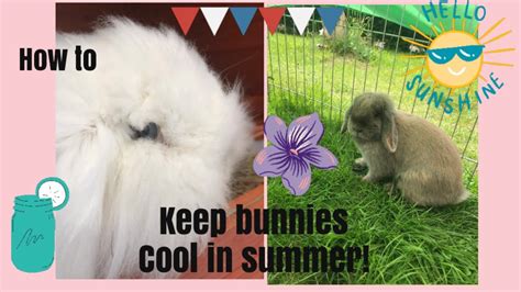 Keeping Rabbits Cool In The Summer ️ Youtube