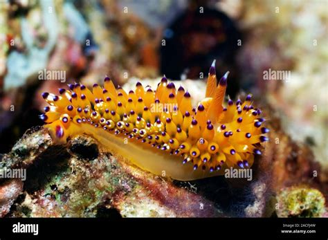 Nudibranch Janolus Sp Nudibranquios Son Shell Menos Moluscos