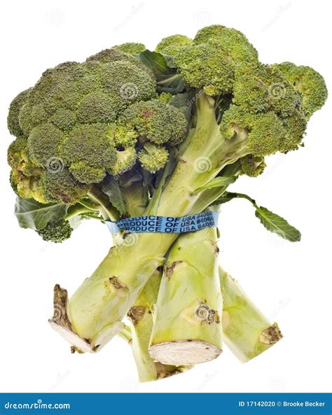 Healthy Broccoli Stalks Stock Photo Image Of Clipping 17142020