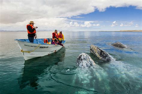 Santuario de ballenas El Vizcaíno en Baja California Sur Patrimonio de