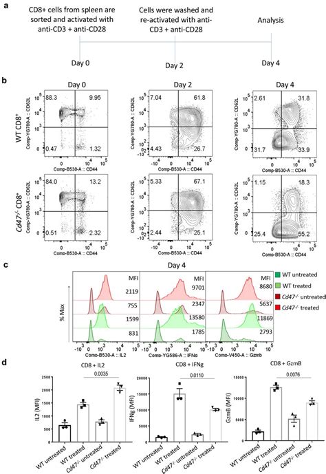 Cd47 Deficiency Limits Activation State Of Cd8 T Cells Upon Prolonged