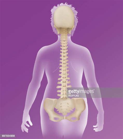 Spinal Cord Human Silhouette Imagens E Fotografias De Stock Getty Images