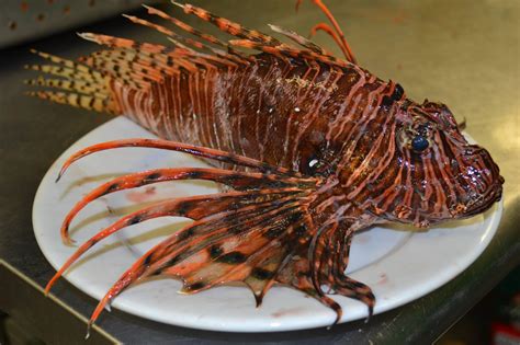 Chef Brody Olive On The State Of Lionfish On Alabamas Gulf Coast Eat