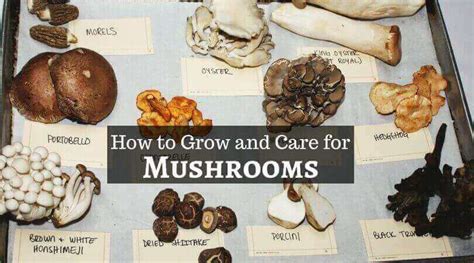 Mushrooms - How to Grow and Care for Mushrooms Easily - Home Gardeners