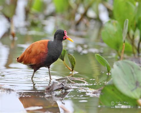 Wattled Jacana Photos Wattled Jacana Images Nature Wildlife Pictures