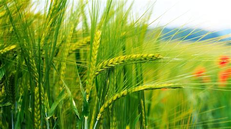 Wheat Wallpapers Top Free Wheat Backgrounds WallpaperAccess