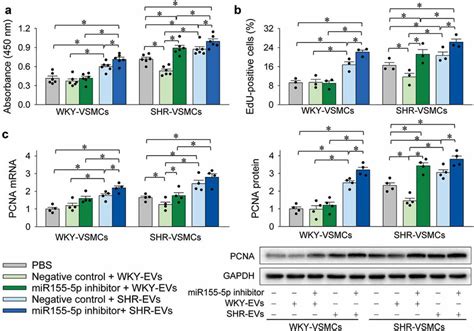 Interaction Of MiR1555p Inhibitor And EVs On VSMC Proliferation The