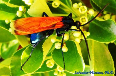 Hymenoptera Pompilidae Pepsis Thisbe Male Tarantula Hawks A Urban Programs El Paso County