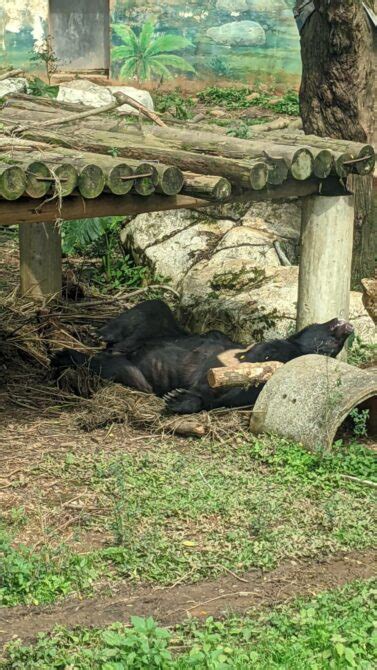 來六福村看超萌的台灣國寶動物「台灣黑熊」 蕃新聞