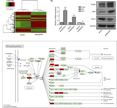 The P53puma Pathway Influenced By Heatr1 Inhibition A The Heatmap