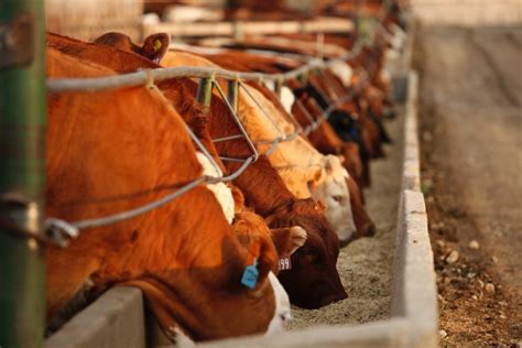 U S Livestock Cattle Futures Jump After US Ground Beef Tests Negative