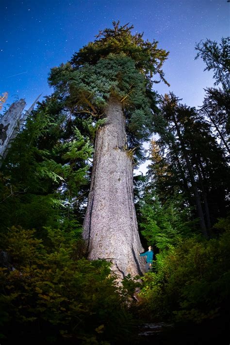 Canadas Largest Spruce Tree The San Joseph Spruce Vancouver Island Bc — Tj Watt Photography