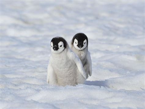 Adorable Baby Penguin Photos That Will Make You Wanna Cuddle With One