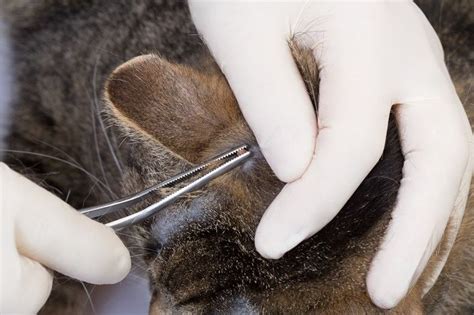 Ticks on Cats: Identification and Treatment - Cats.com