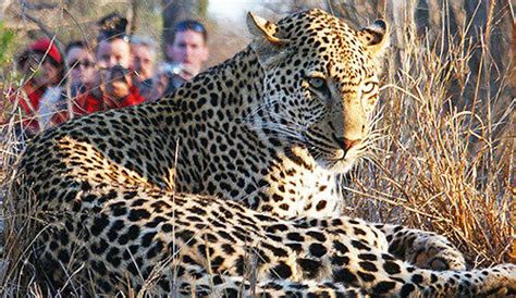 Thornybush Private Game Reserve - Thornybush Safari Lodge - Timbavati ...