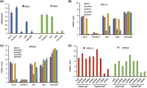 RNA And DNA Prepared From Begomovirusinfected Leaves Activate The