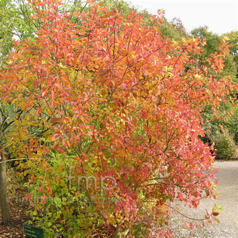 Cotinus Coggygria Information Pictures And Cultivation Tips