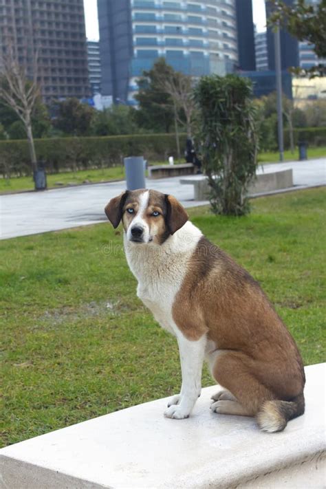 Un Perro Con Ojos Azules Sentado En Un Banco En Un Parque De La Ciudad